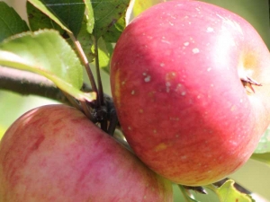 Baumpatenschaft Apfel